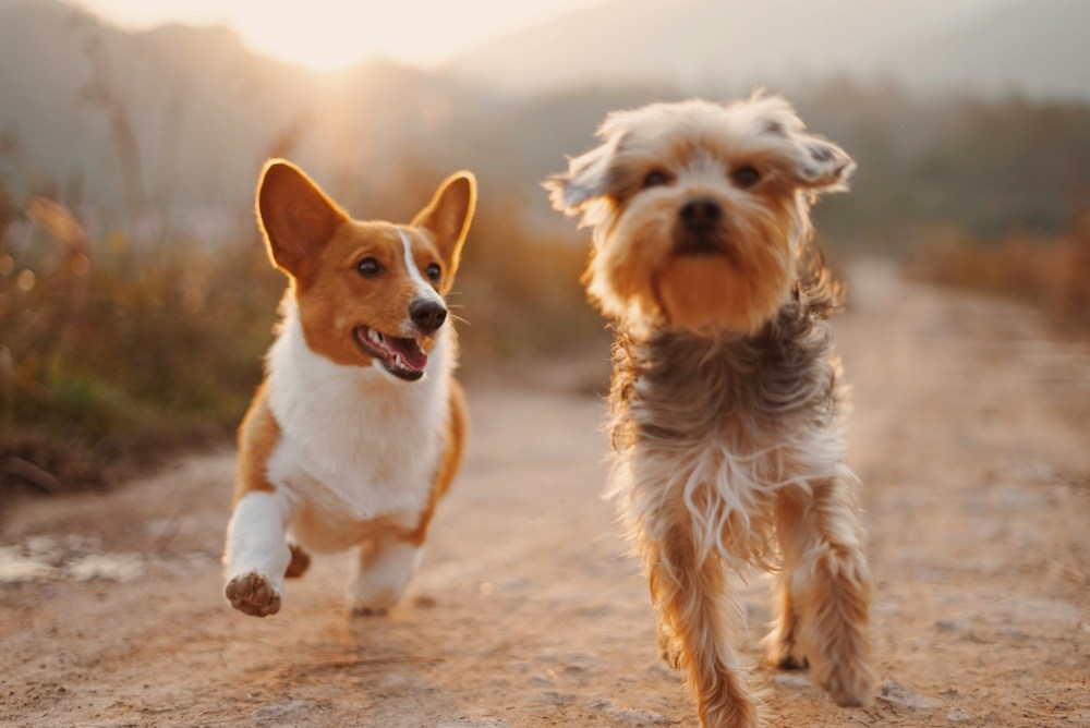 Dog-Friendly Activities in Bradenton, Florida