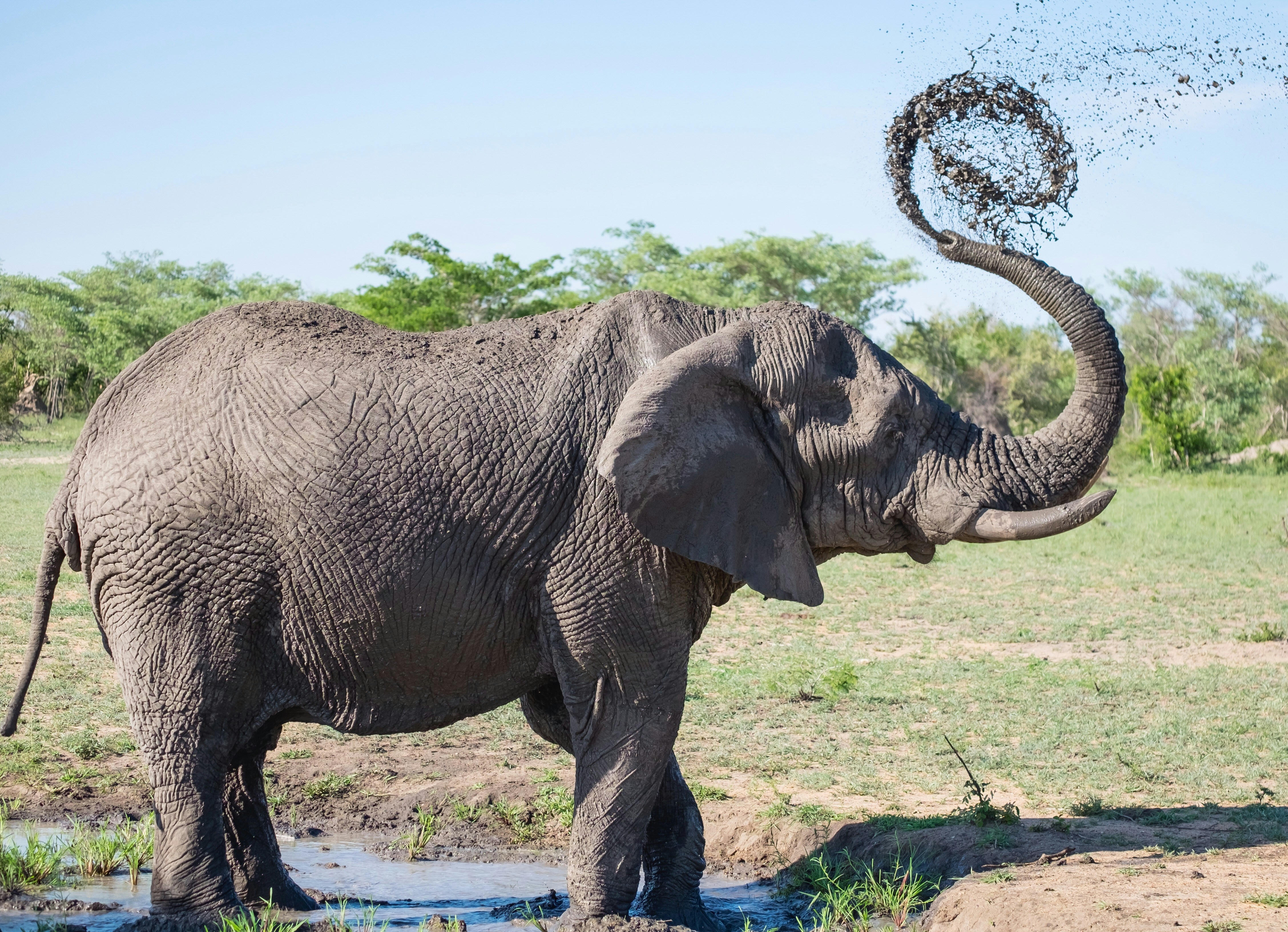 Myakka Elephant Ranch: A Unique Conservation Experience in Our Community