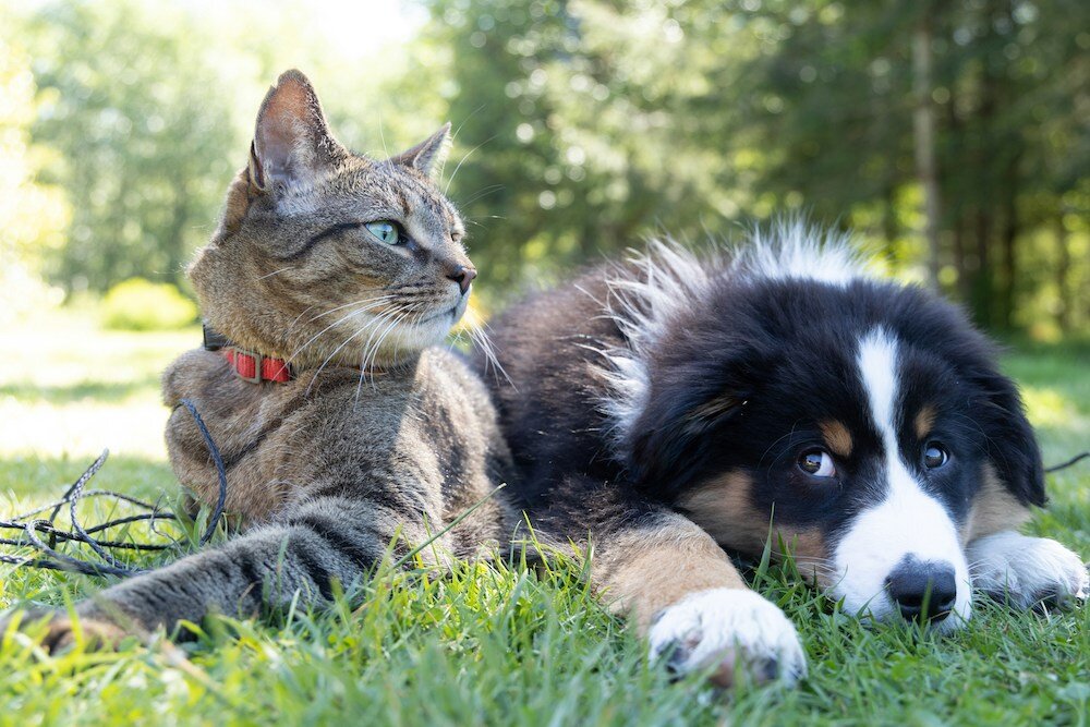 Supporting Our Local Animals: A Closer Look at Nate’s Honor Animal Rescue