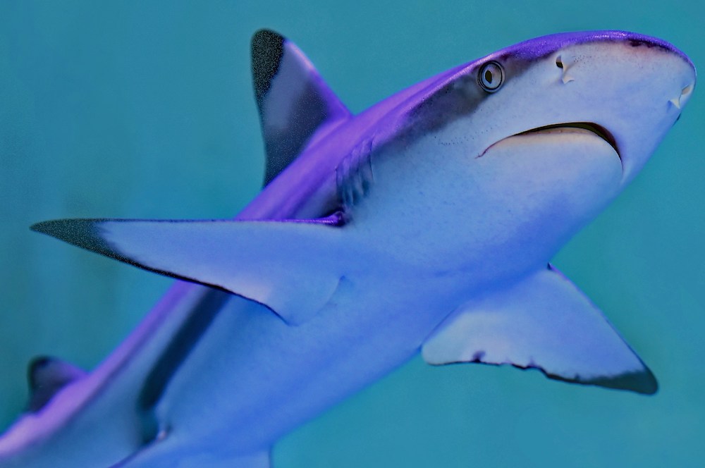 Dive into History and Family Fun at the Venice Shark Tooth Festival