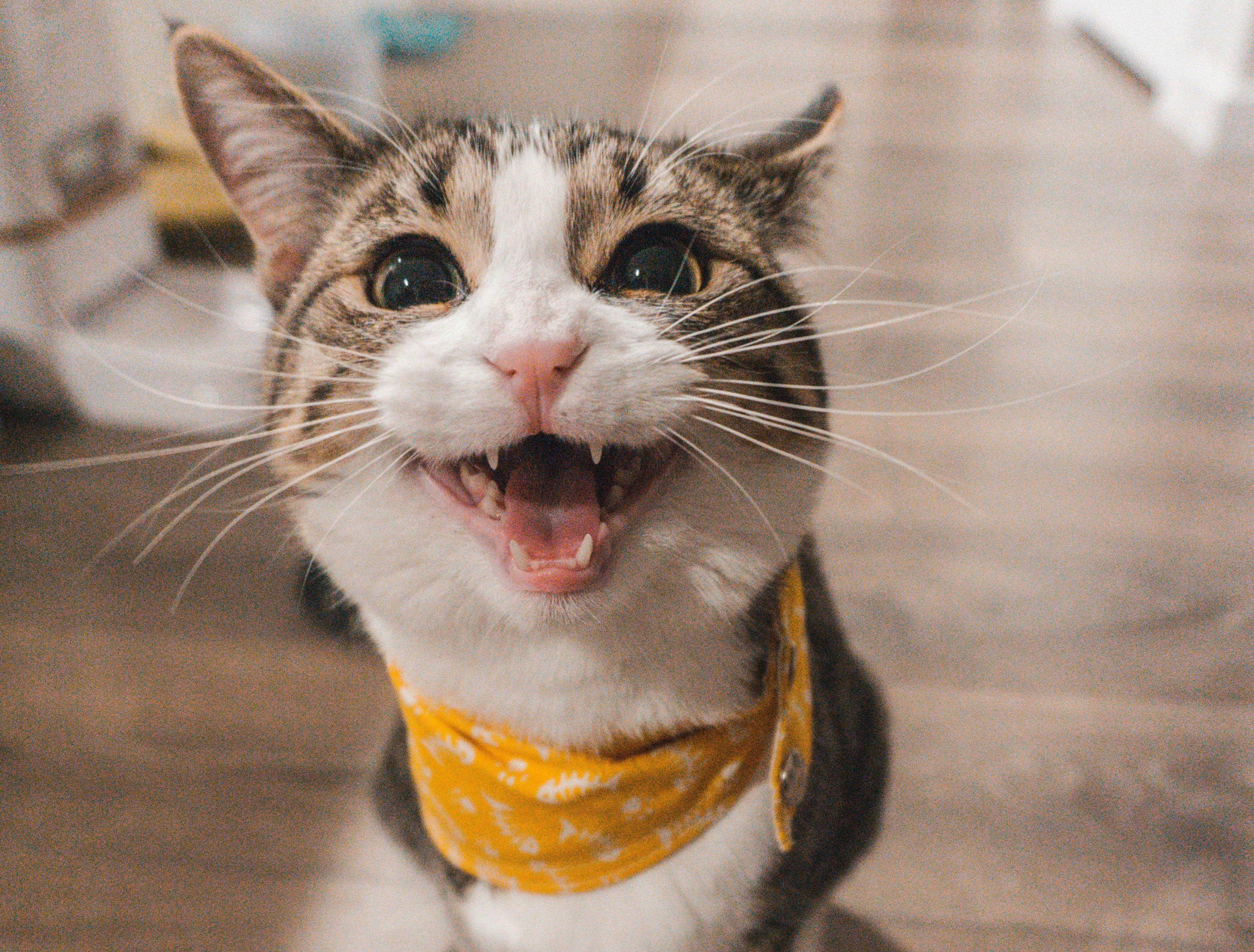 Supporting the Cat Depot's Mission to Save Feline Lives