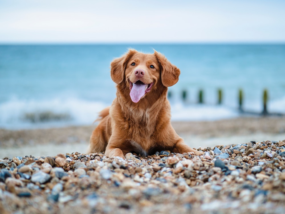 Pet-Friendly Beaches in Sarasota and Manatee County