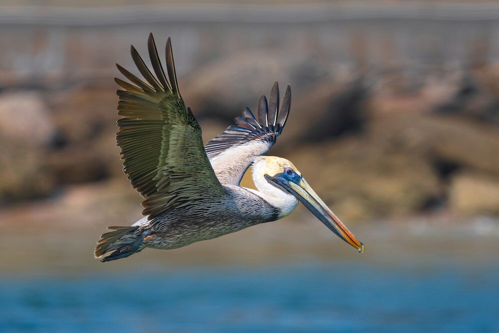 A Spotlight on Our Local Heroes: The Wildlife Center of Southwest Florida