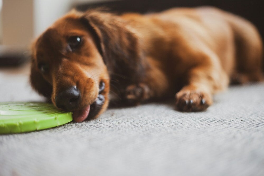 Low Rider Dachshund Rescue of Florida: Giving Doxies a Second Chance