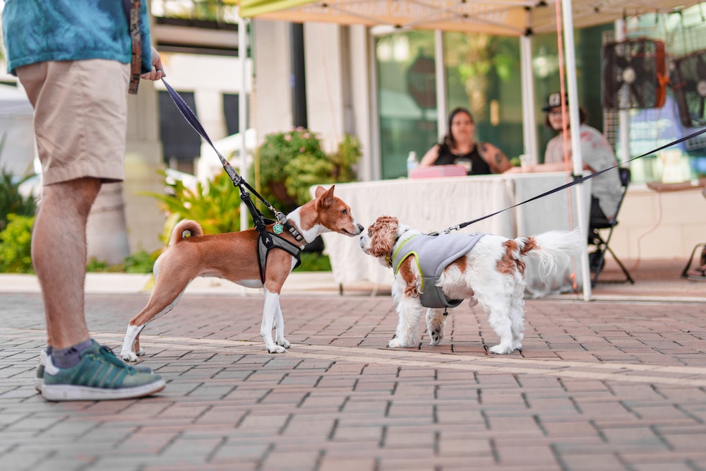A Guide to the Rosemary District in Sarasota, Florida
