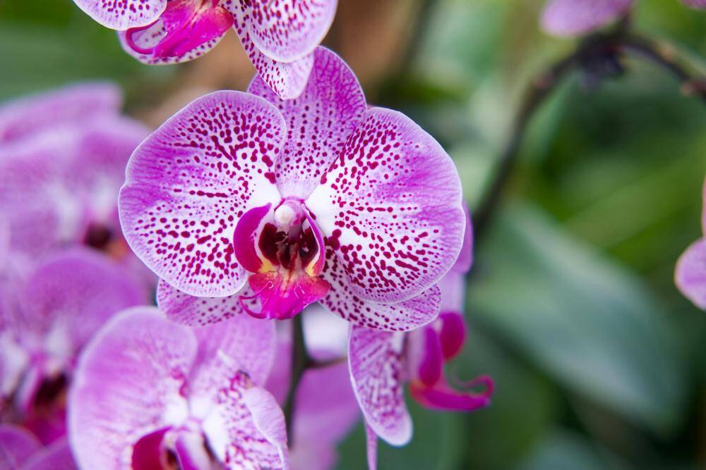 Selby Gardens: Sarasota's Botanical Gem