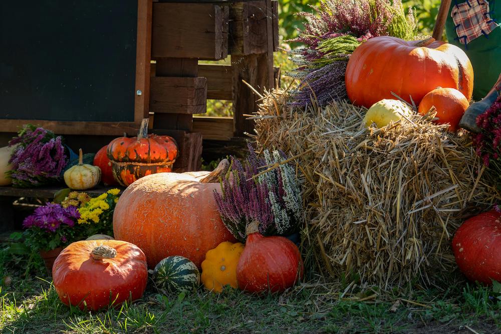 Don’t Miss These October Festivals & Events in Sarasota County & Manatee County